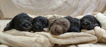 Bedlington teriér - 2