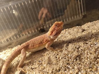Agama bradatá red - 2
