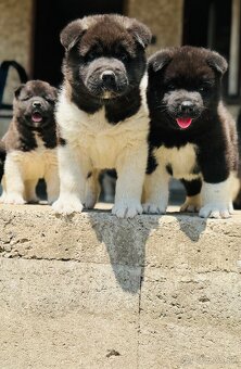 Americká Akita - 2