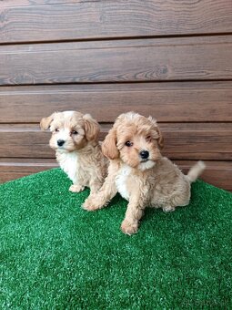 Maltipoo - 2