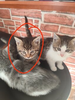 Darujem mačičku - 2