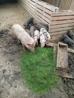 Vietnamske prasa - 2