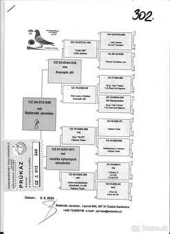 Poštové holuby - 2