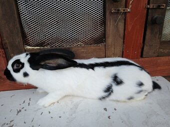 Nemecký obrovity strakáč - 2