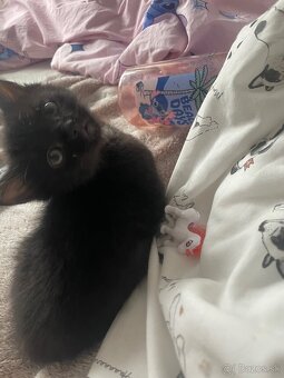 Darujem mačiatko - 2