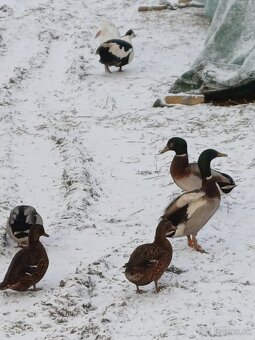 Kacice na predaj alebo vymena - 2
