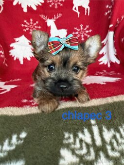 Biewer yorkshire terrier - 2