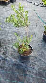 Čučoriedky kanadské sadenice - 2