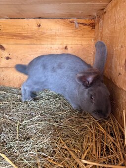 Nemecký obrovitý strakáč - 2