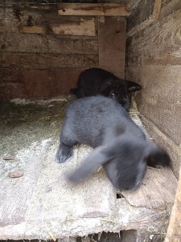 Predám králiky - 2