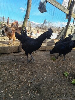 Ayam Cemani - 2