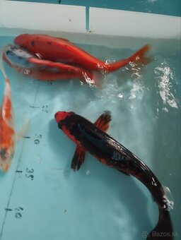 Jazierkové ryby - koi kapre - 2