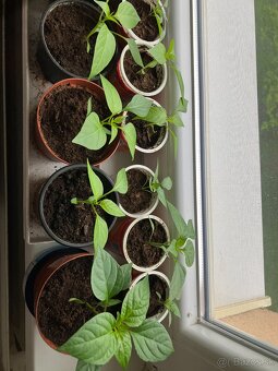 Sadenice chilli - 2
