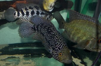 Parachromis managuensis - Jaguar cichlid - 2