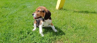 bígl, bígel, beagle - 2