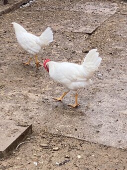 Predam kohutov Leghorn - 2