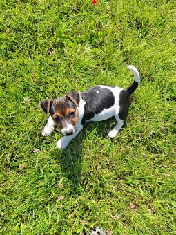 Jack russell terier - 2