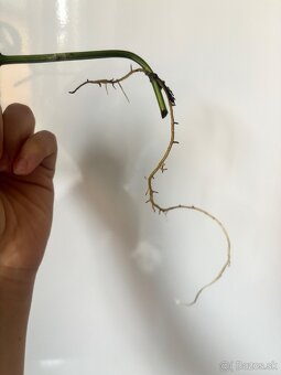 raritna monstera japanese tricolor 3 - 2