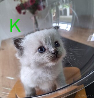Ragdoll mačiatka - 2