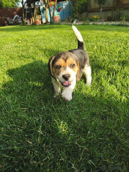 Beagle, bígel, bígl, bigel - 2