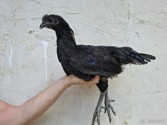 Ayam cemani - 2