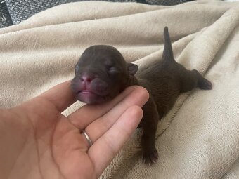 American bully POCKET - 2