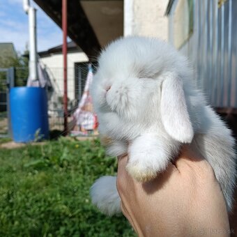 Minilop na rezervaciu samička a biely samček - 2
