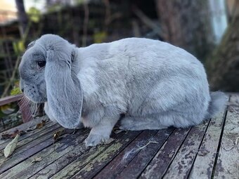 Francúzsky baran - 2