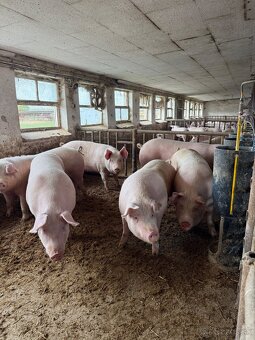 Jatočné výkrmové ošípané - 2