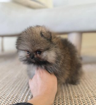Pomeranian mini - 2