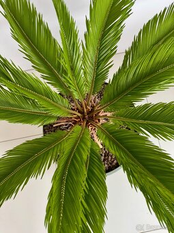 Predám krásny Cykas japonský - 2