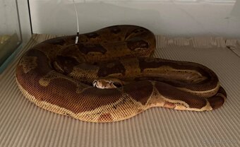 Boa Constrictor - Velhad Kralovsky - 2