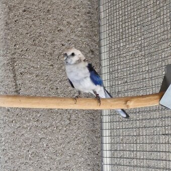 1.0 modry/opalin - 2