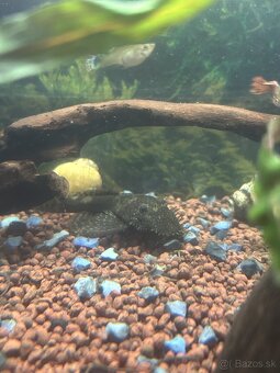 Prísavník obyčajný - 2