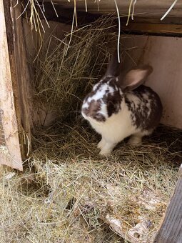 Hybrid-Hyla samec - 2