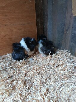 Morské prasiatka - 2