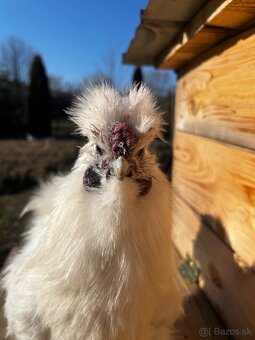 Hodvabničky - kohút - 2