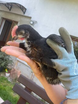 Darujem Marans Kohútikov - 2