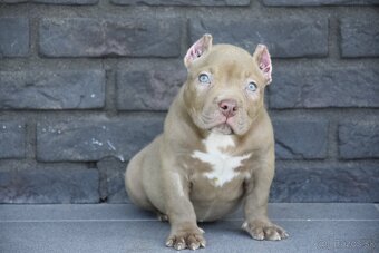 American bully s PP - 2