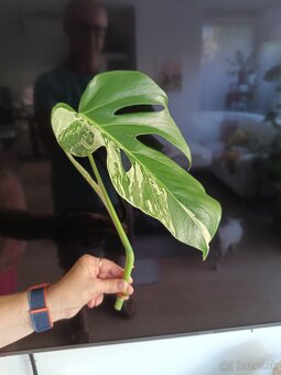 Monstera albo variegata - 2