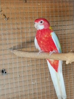 Rozela - 2