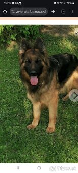 Chcel by som vymeniť svojho nemeckého ovčiaka.9 - 2