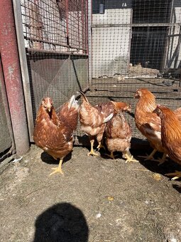 Nosnice-tetra sl - 2