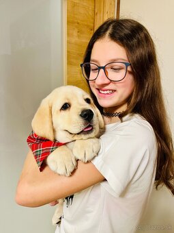 Labrador štěňátka s PP - 2