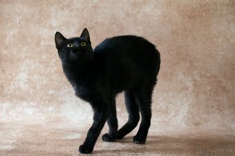 ❤ Sirius - spoločenský, zvedavý a všudezdejší - 2