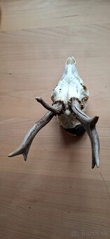 Trofej raritního srnce - 2