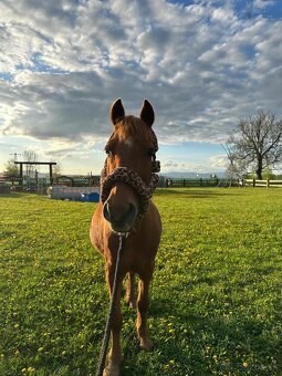 Valach v type pony - 2