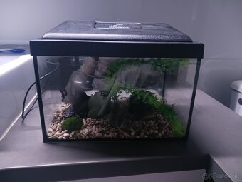 akvarium - 2