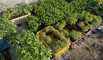 Predám planty rôzne druhy - 2