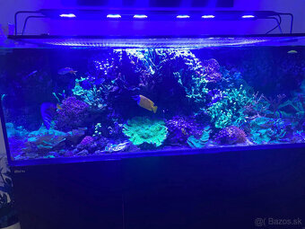 Morske akvarium RED SEA 525XL - 2